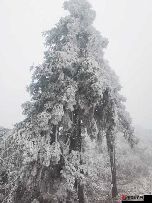 两团大雪球跳跃：如此美景令人血脉贲张