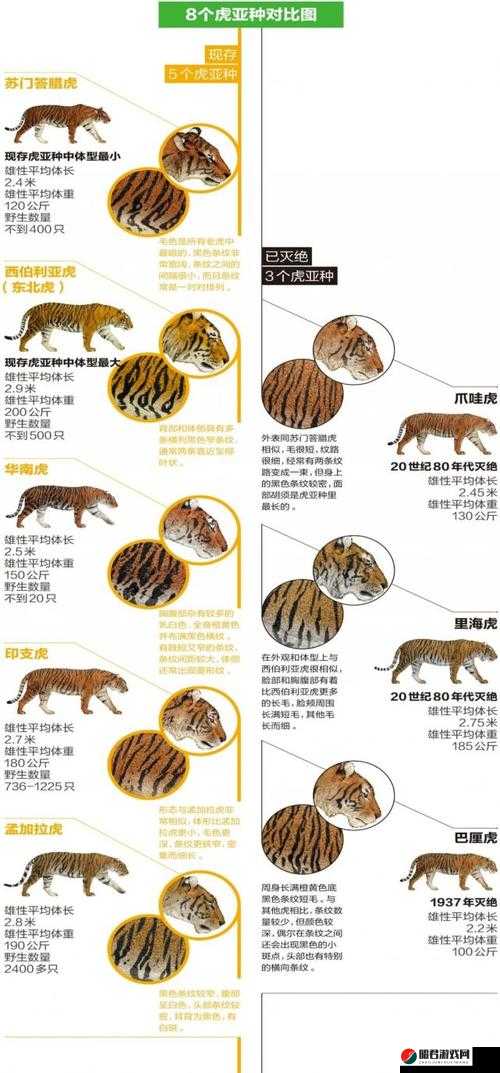 4 虎最新能用的是哪个及相关情况解析