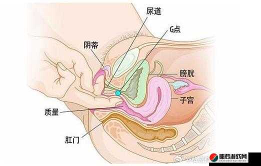 一位女性两腿张开的私密部位特写照片