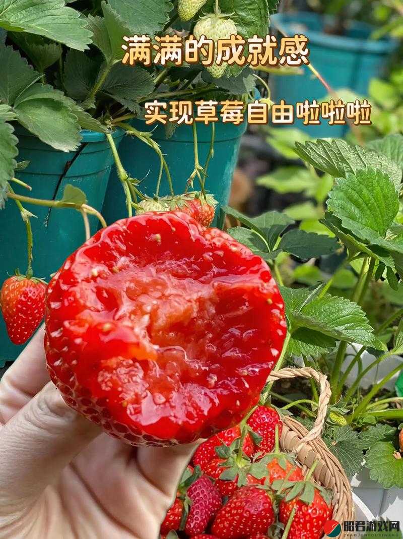 草莓视频污下：独特视角呈现别样精彩