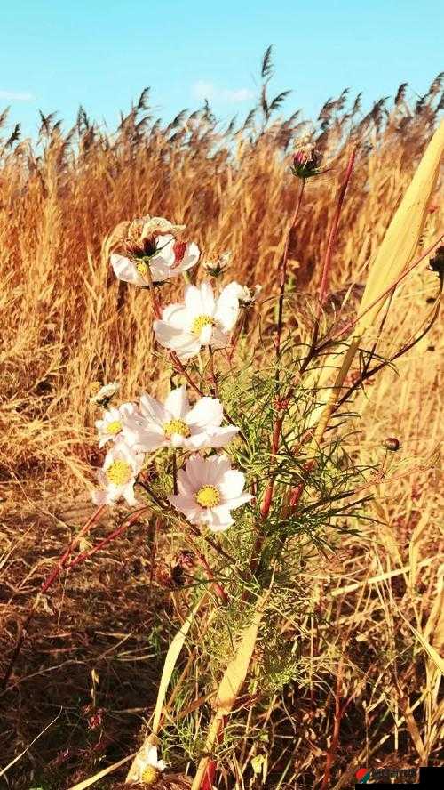 野花日本高清完整版免费观看视频：畅享精彩大片无需付费