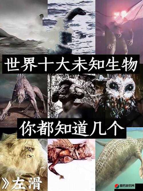 欧美最猛XXXX：揭秘未知的神秘力量