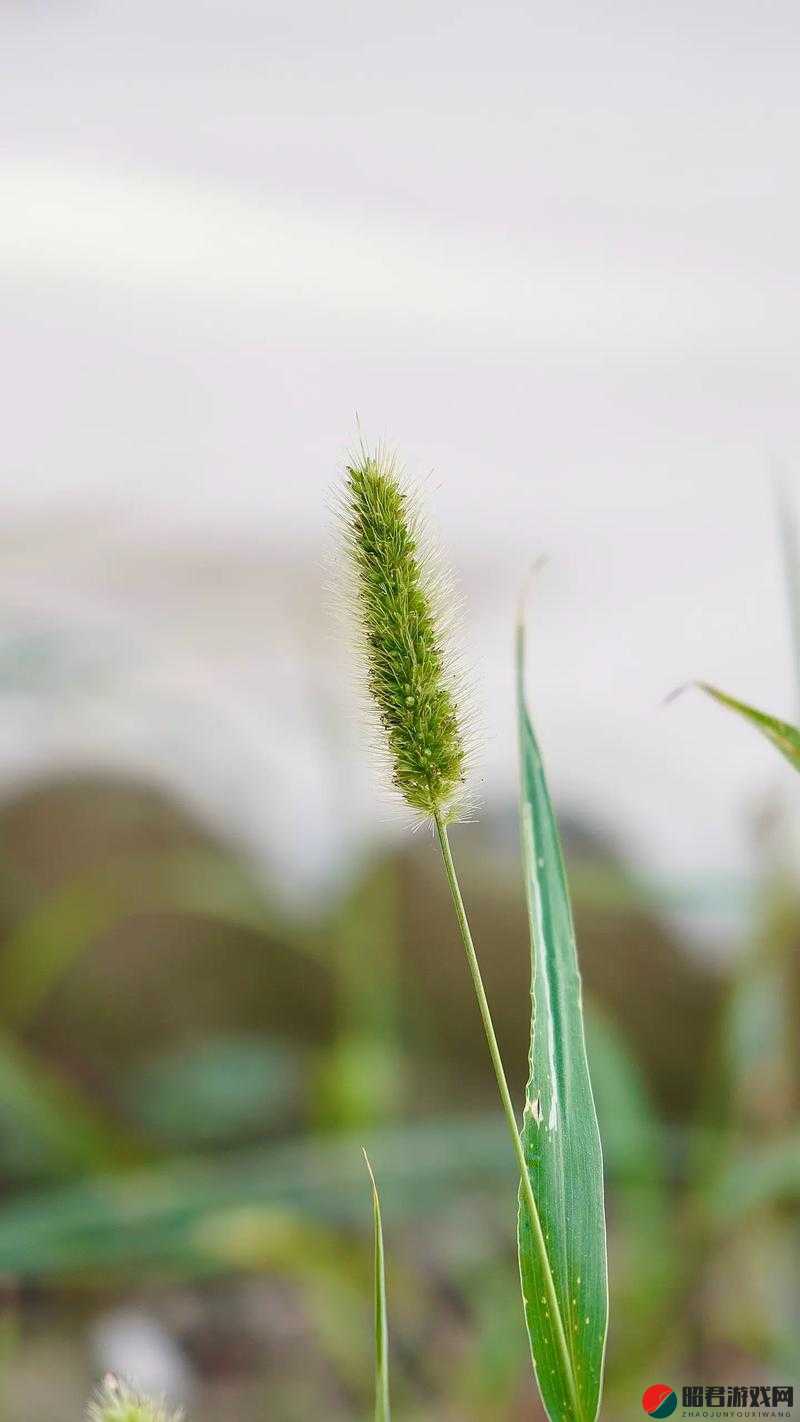 野草乱码一二三四区别在哪：野草乱码背后的秘密