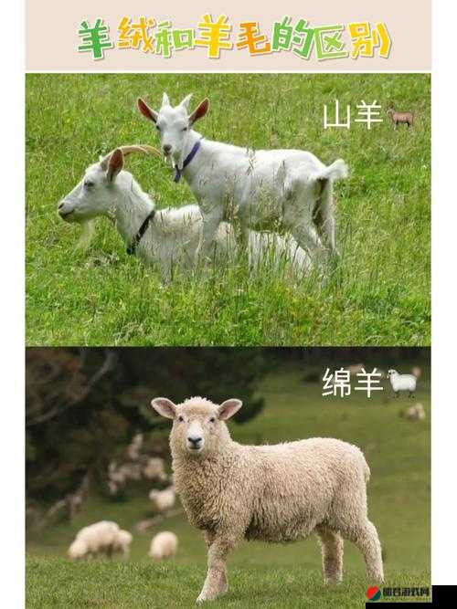 Sheep 究竟是什么意思：全面解读绵羊的含义