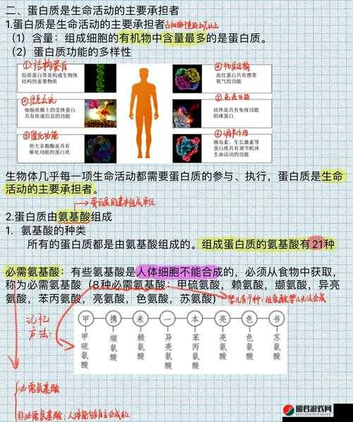 Porin19：打开生命之门的关键蛋白