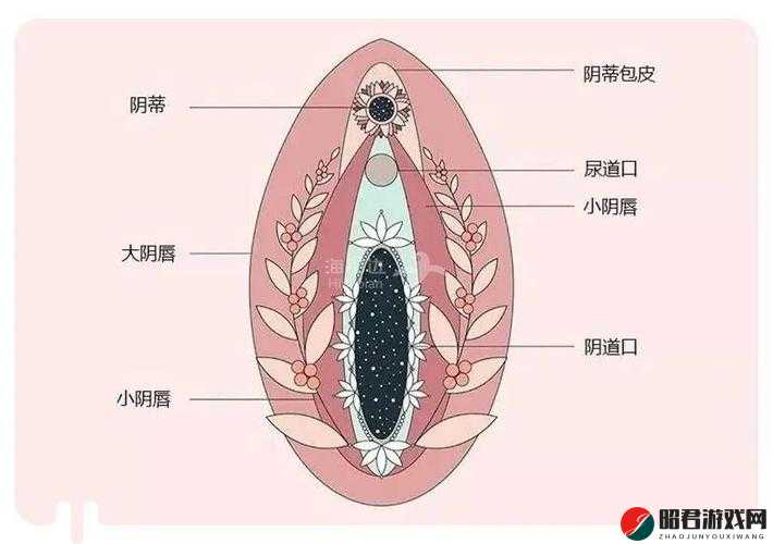 用力挺进她的花苞，那深入的极致体验