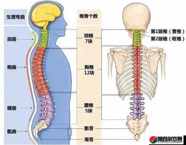 腰不自觉的往前挺：探究这一动作背后的身体语言密码