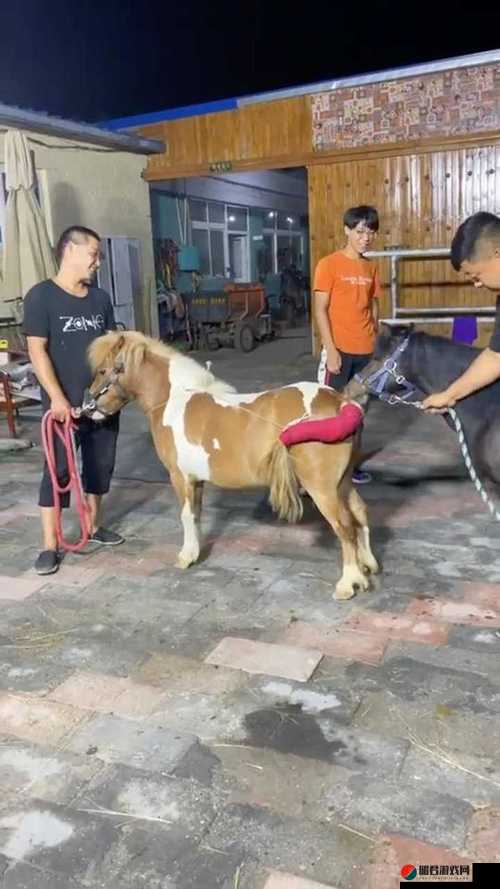 狗配人怎样配及马配人呢图片相关内容探讨