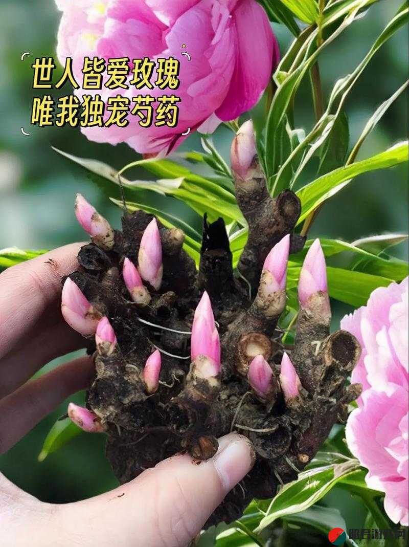 香软玉滑(林芍药)_：探寻其独特魅力的秘密