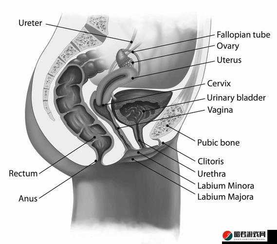 韩国女性私密部位名称：尻屄（Korean word for female genitalia）