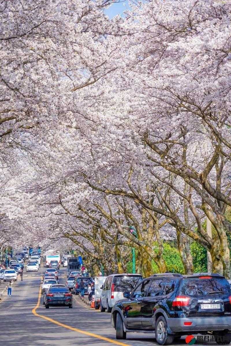 樱花官网官方樱花网站：呈现绚丽的樱花之美