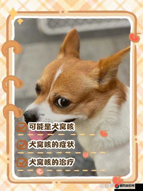 狗狗卡住了究竟是怎么回事呢