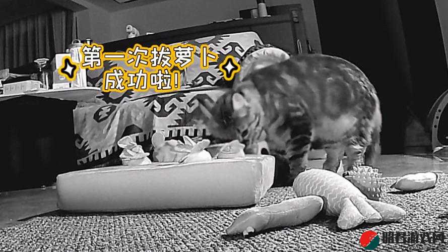 拔萝卜生猴子不盖被子：一个充满奇思妙想的故事