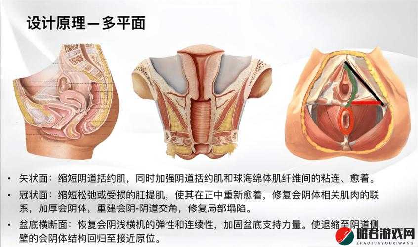 人类的臀部和阴道之间的故事