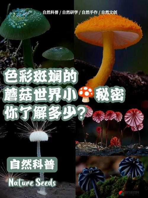 蘑菇的秘密：17c 爆料独家揭秘