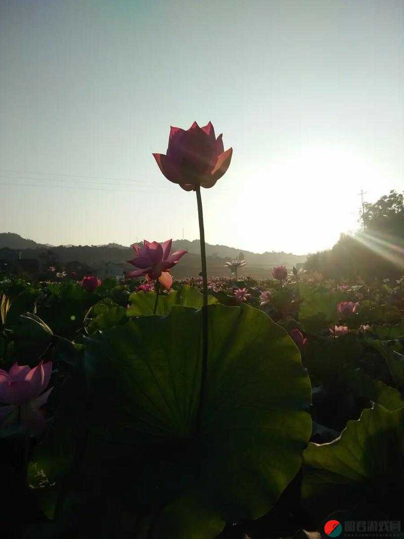 女性莲花开症状图片：神秘而独特的身体现象探究