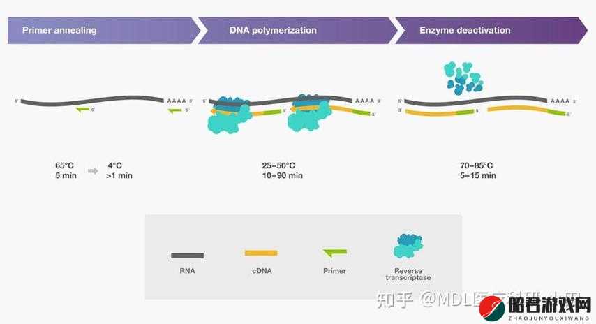 RNA 与 cDNA 杂交技术在生命科学研究中的重要应用探讨