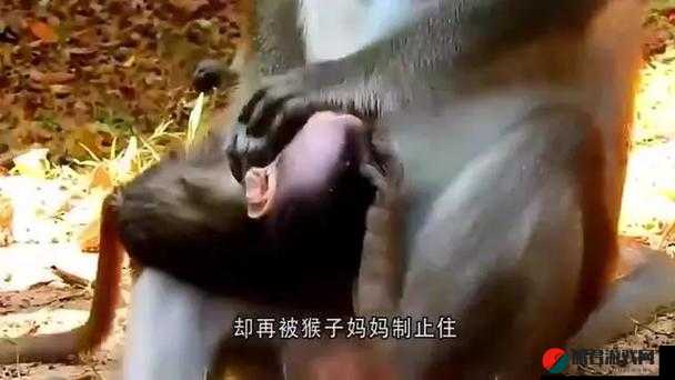 两人生猴子且全程无被子这一奇特经历引发的思考