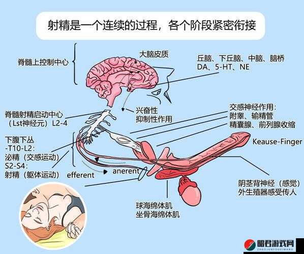 18p 内射相关概念的深入探讨与分析