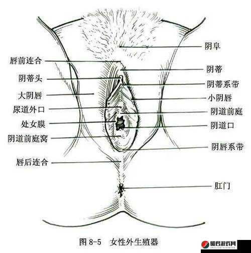 未成年女生的私密部位什么样：正常发育的阴唇和阴蒂