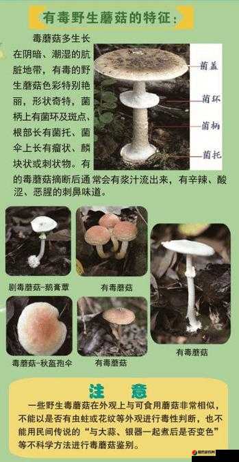 17c 爆料独家揭秘蘑菇：背后隐藏的不为人知的秘密