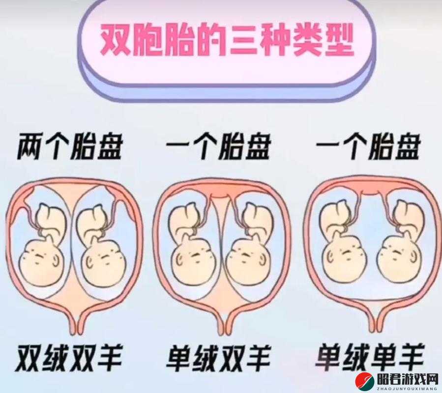 双胞胎 g1p2：关于双胞胎 g1p2 的详细解读与分析