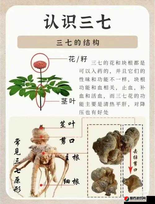 三七大但人文艺术免费：探寻其背后蕴含的深刻意义与价值